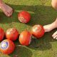Social Bowls